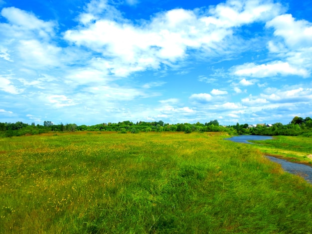 Meadow Landscape