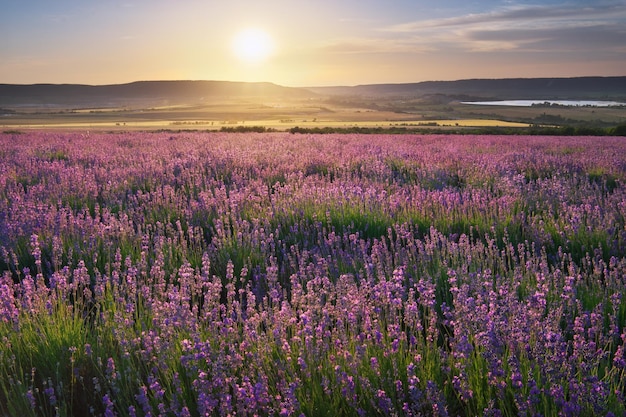 Meadow of lavender at sunset