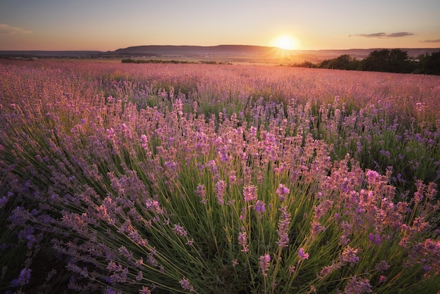 Meadow of lavender at sunset