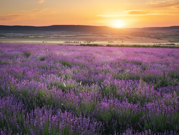 Meadow of lavender at sunset