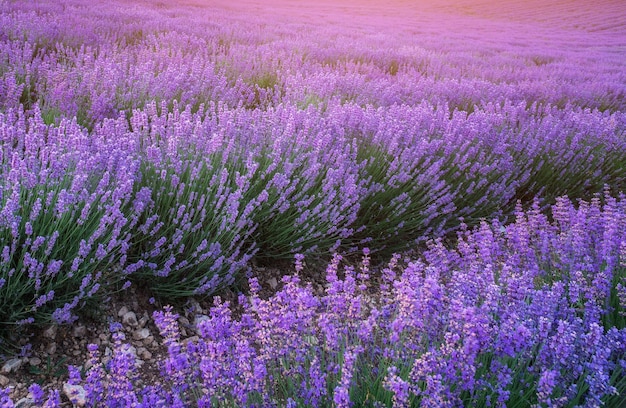 Meadow of lavender at sunset