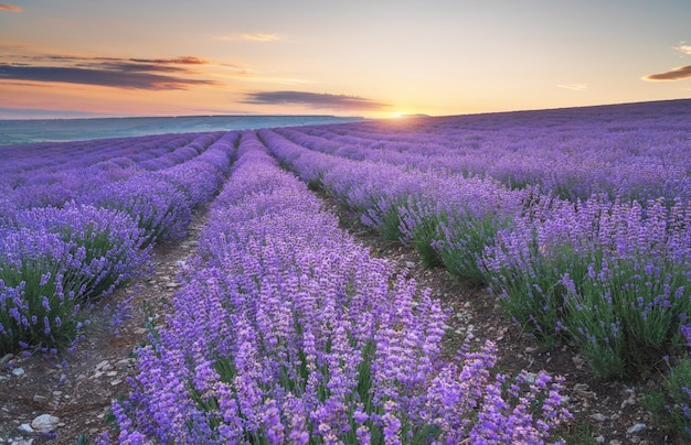 Meadow of lavender at sunset