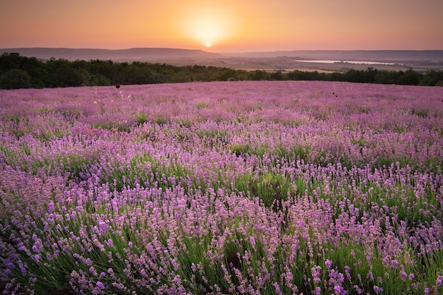 Meadow of lavender