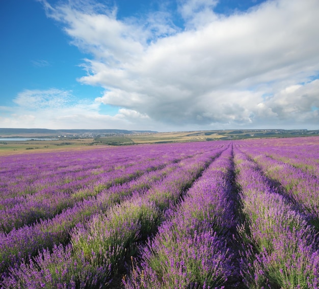 Meadow of lavender