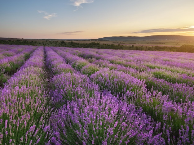 Meadow of lavender