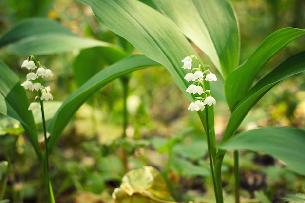 Meadow lilies of the valley. 