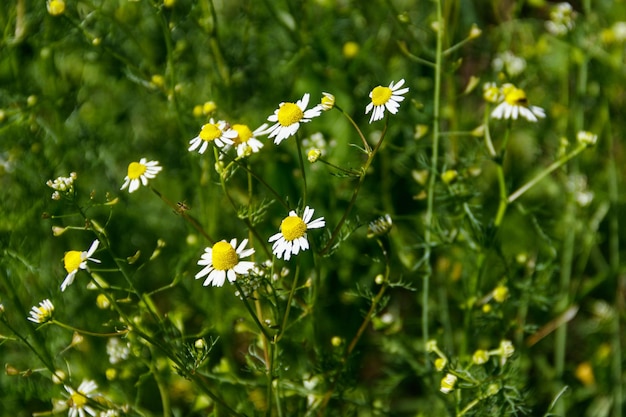 Meadow of officinal camomile flowers (Matricaria chamomilla)