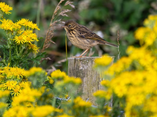 Photo a meadow pipit is standing on a post with yellow flowers in the background