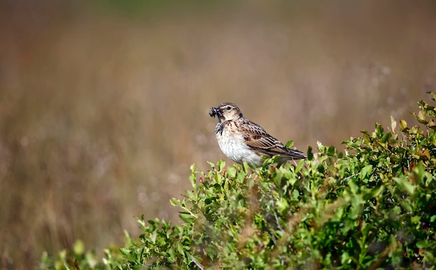 Meadow pipit perched on a bilberry bush with a beak full of insects