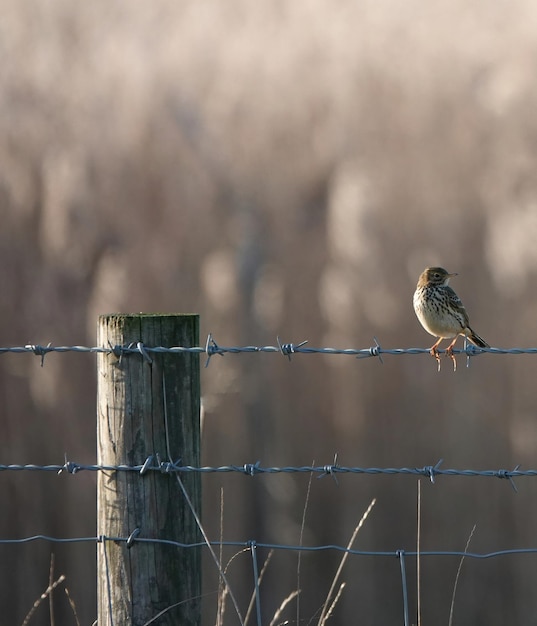 Photo meadow pipit perching on a barbed wire fence