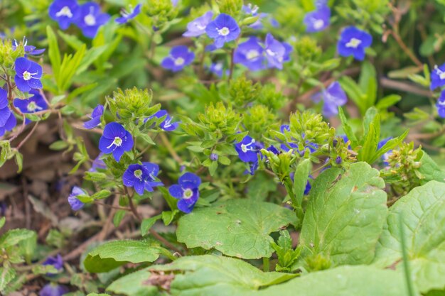 Meadow plant background blue little flowers close up and green grass