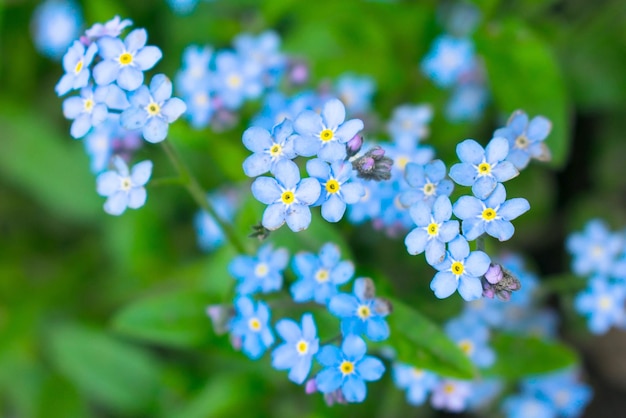 Meadow plant background blue little flowers forgetmenot close up and green grass