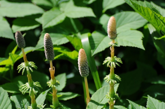 Meadow plant on a sunny May morning Moscow region Russia