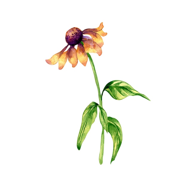 Meadow purple flower coneflower watercolor illustration on white background