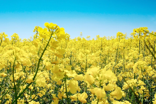 A meadow of rapeseed flowers in full bloom