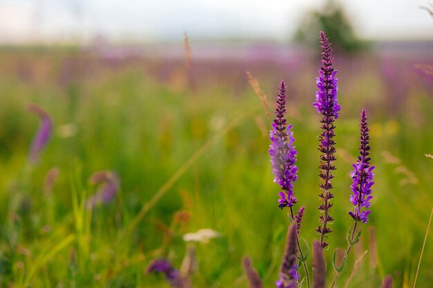 Meadow summer flowers Purple and lilac colors Blooming sage Blooming meadow on a summer sunny day