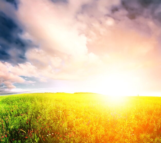 Meadow sunset summer field landscape