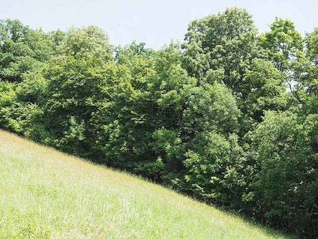 Meadow and trees on hill side