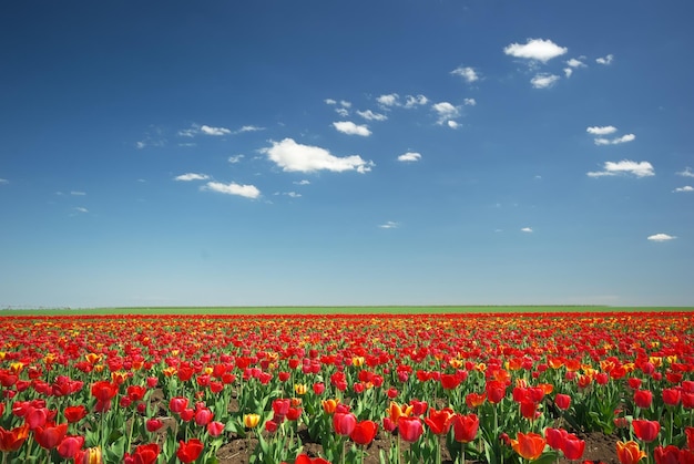 Meadow of tulips