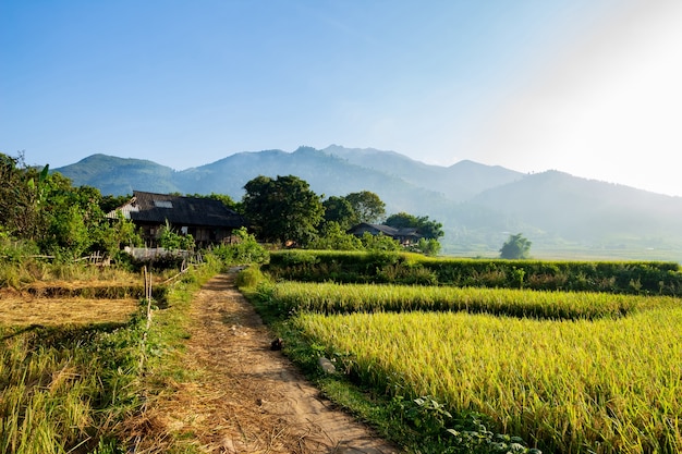 Meadow in Vietnam