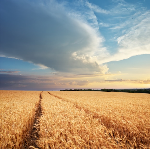 Meadow of wheat.