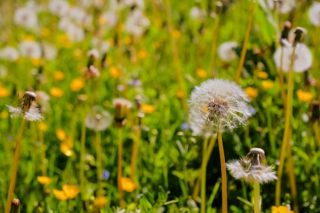 Meadow of white dandelions. Summer field. Dandelion field. spring background with white dandelions. Seeds. Fluffy dandelion flower 