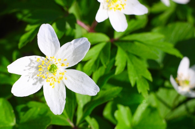 Meadow with Anemone sylvestris.