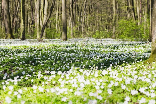 Meadow with Anemone sylvestris.