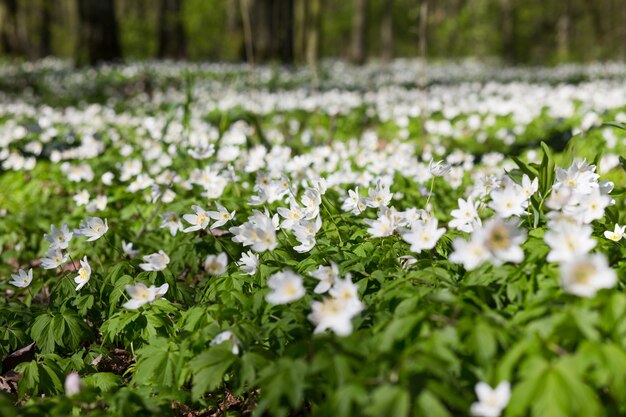 Meadow with Anemone sylvestris.