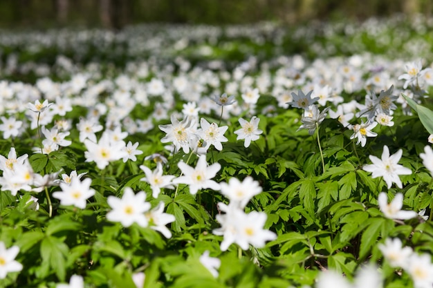 Meadow with Anemone sylvestris.