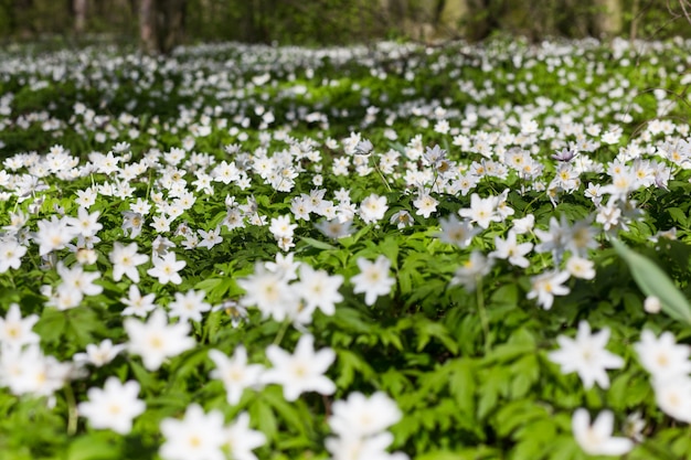 Meadow with Anemone sylvestris.