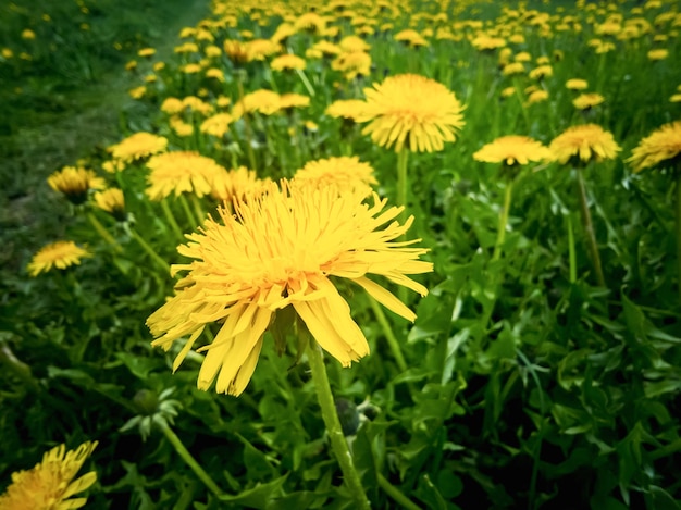 Meadow with bright dandelions Natural floral spring background