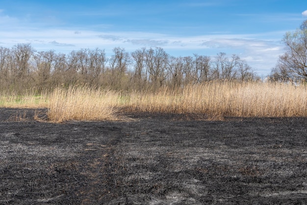 Photo meadow with burnt dry grass and black ash field with scorched reed grass is aftermath wild fire