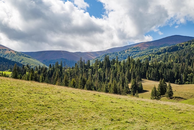 Meadow with coniferous trees near the mountains and the sky with clouds