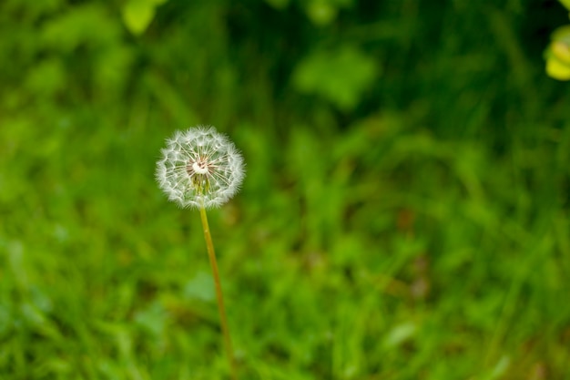 Meadow with dandelions and warm sunlight.nature white flowers blooming dandelion. Background Beautiful blooming bush of white fluffy dandelions. Dandelion field. flowers with white balls of seeds at