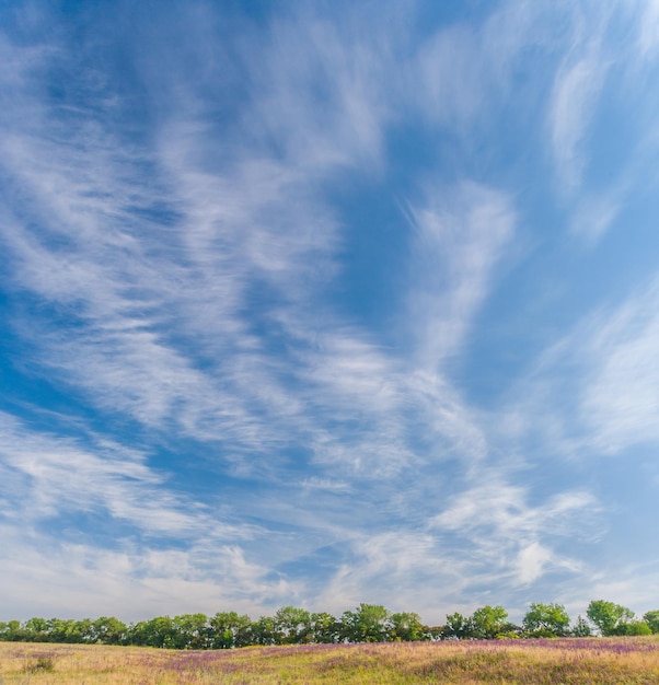 Meadow with green grass and blue sky