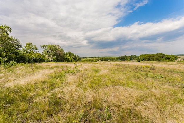 Meadow with green grass and blue sky