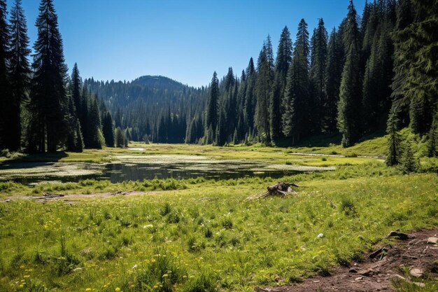 Meadow with pond