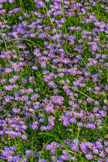 Meadow with purple daisies flowers