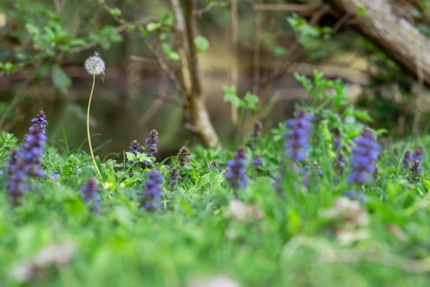 Meadow with small blue flowers on the shore of the pond