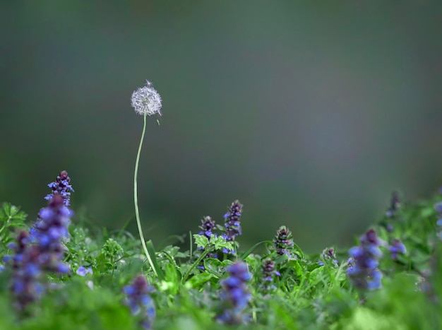 Meadow with small blue flowers on the shore of the pond