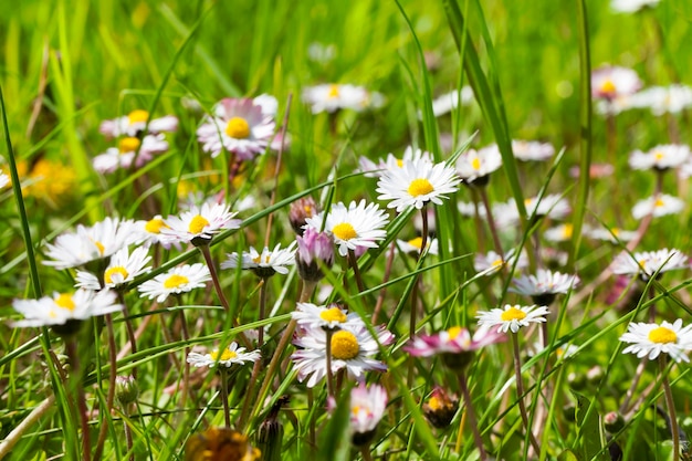 Meadow with white camomile flowers and green grass