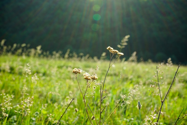 Meadow with wildflowers flowers a sunny summer day closeup.