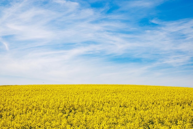 Meadows with a plant in a valley with fields against the background of the daytime sky in Bulgaria