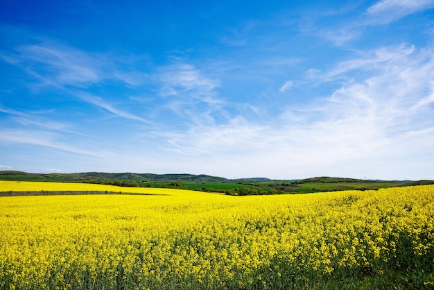 Meadows with a plant in a valley with fields against the background of the daytime sky in Bulgaria