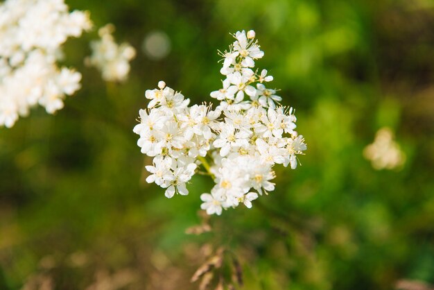 Meadowsweet or Labaznik lat Filipendula Meadow on a summer day