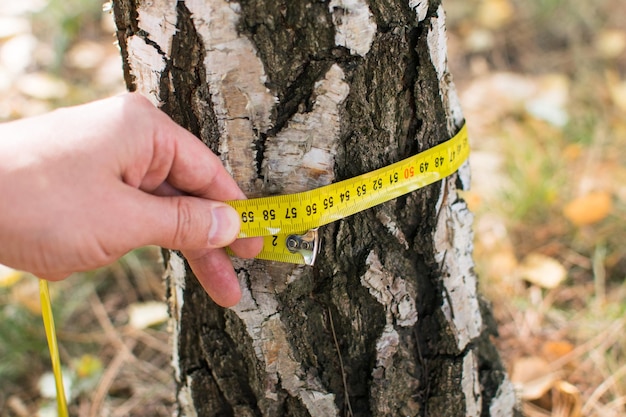 Measuring trees a tree measured with a ruler