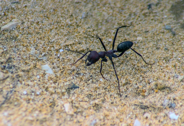 Meat Ant Insects Macro Photography