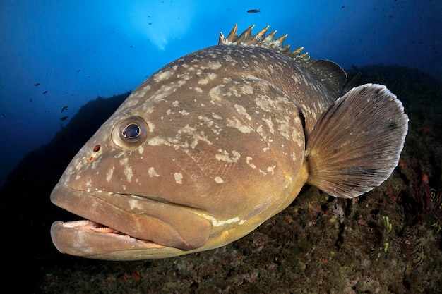 Medes islands grouper