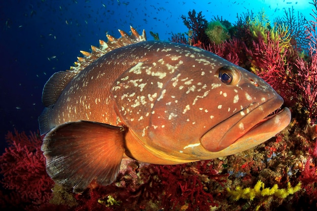 Medes Islands grouper